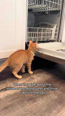 one hell of a bubble bath 🛁 #orangecat #femaleorangetabby #boise #help #cat 