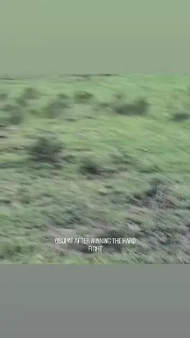 In terms of fighting, Olepolos won the 