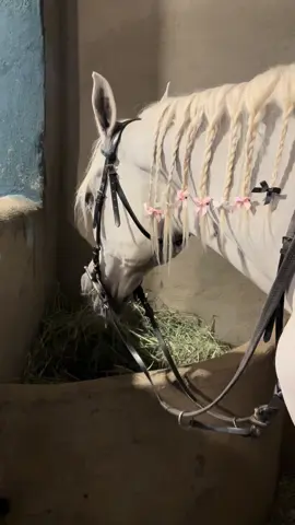 ضفايري ع الجميله اريام #خيل_وخياله🐎 #horse #fyp #4u #explore 