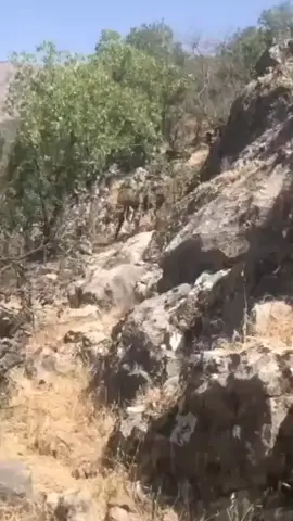 #الجيش_الوطني_الشعبي_الجزائري🇩🇿🇩🇿 #فوج104_منوارات_العملاتية #اليتيم #رحمك_الله_يا_فقيدة_قلبي💔 #🇩🇿🇩🇿🇩🇿 