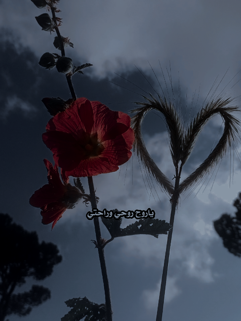 يا روح روحي وراحتي ❤️✨ #منشن #reels #viral #lavendr81 #CapCut 