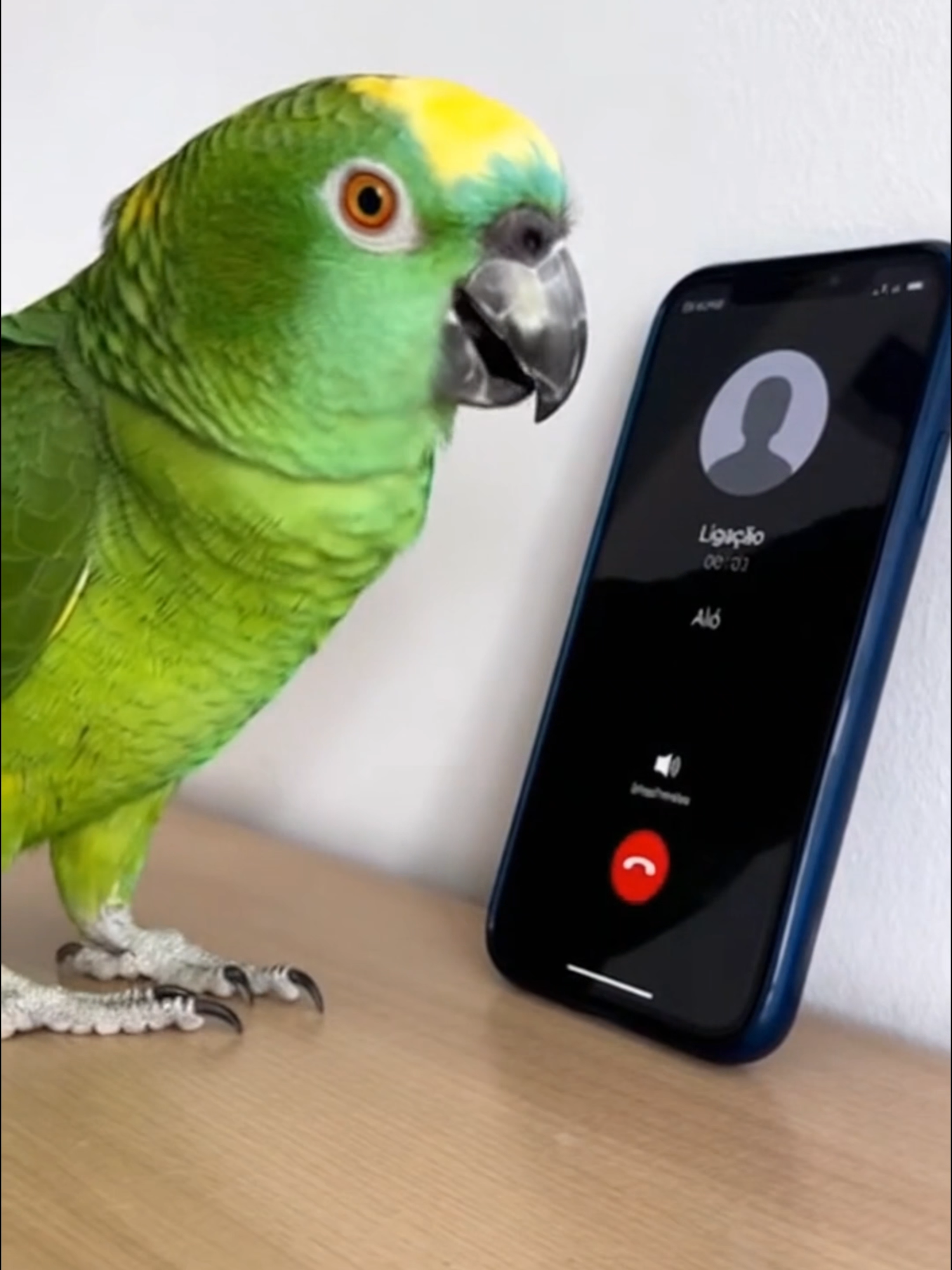 Papagaio Engana Telefonista da VIVO🤣📲 #papagaio #memes #memepapagaio #comedia