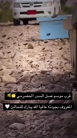 @عسل السدر الحضرمي 🍯 #حضرموت #نحالين_حضرموت #مناحل_حضرموت #عسل_السدر #عسل_السدر_الحضرمي @محمد اسحاق 