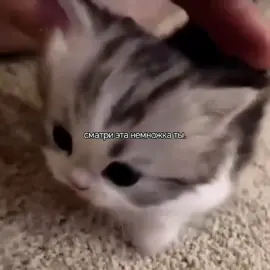 #китик#котик#котики#fupシforyou 