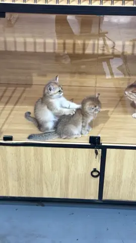 Kitty massage (song: ilyTOMMY - sick & tired 3) #ilytommy #hoodtrap #catsoftiktok #massage #tiktok 