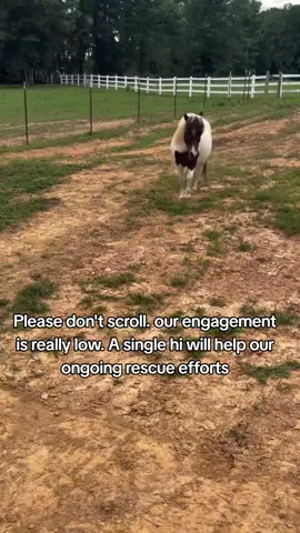 Every kind comment would mean a world to me #horses #shelter #sanctuary #animalsoftiktok #horselovers