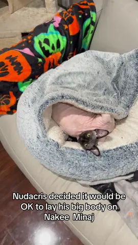 Nudacris decided that if she’s not going to leave his bed, he’ll just lay on top of her! #tiktok #trending #fypツ #catsoftiktok #sphynx 