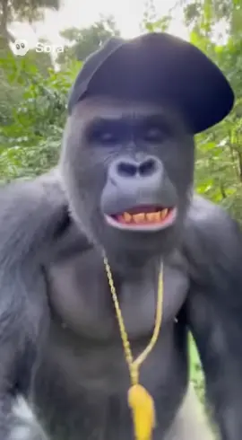 🍌’s #banana #gorilla #viral #fyp #funnyai