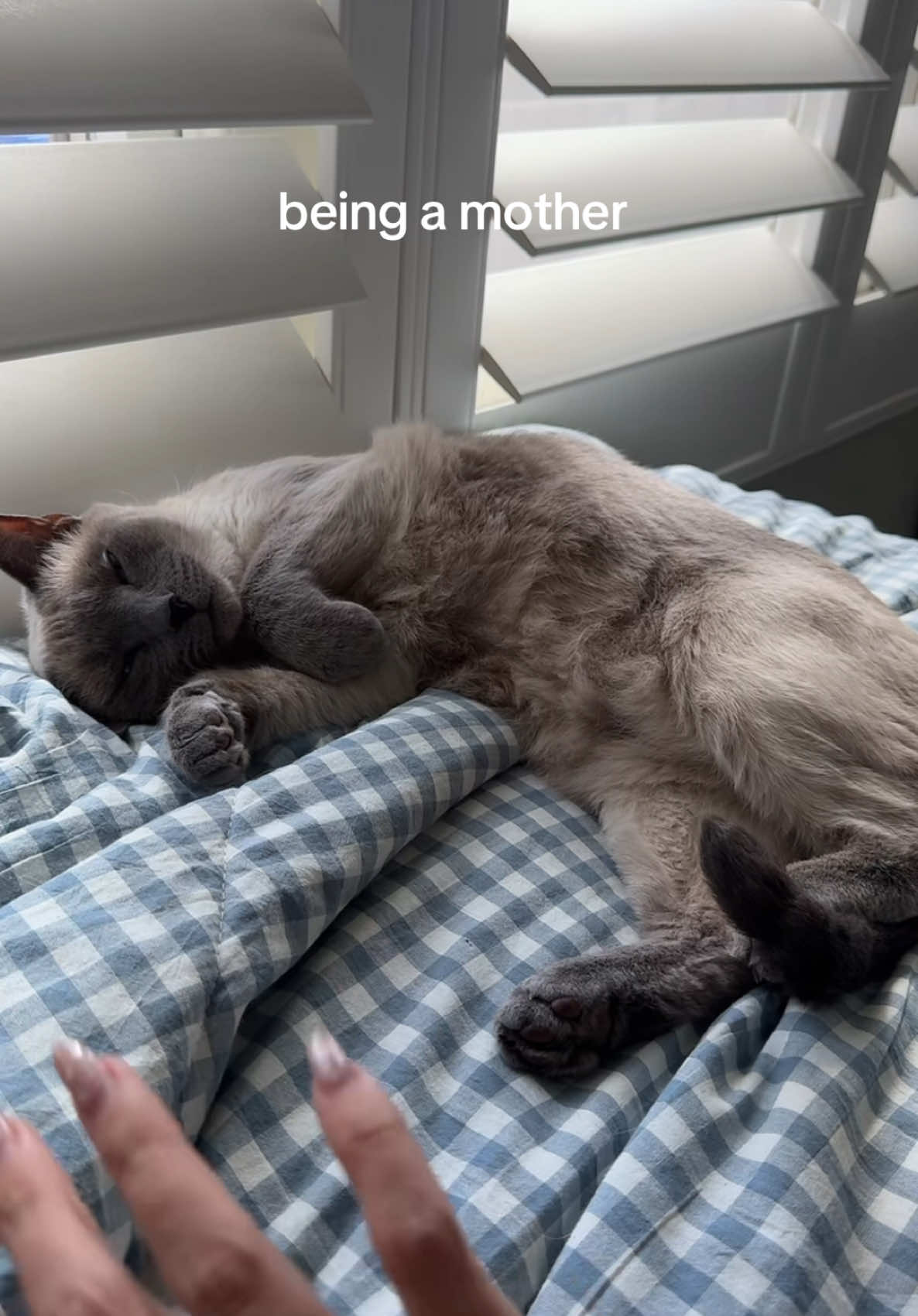 I don’t know how she is even real like are you kidding me… I love her #cats #catmom #relatable 