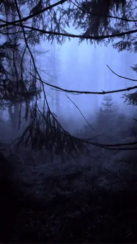 Džanum 🥀🎧 Teya Dora #dzanum #aesthetic #forest #dark #vibes 