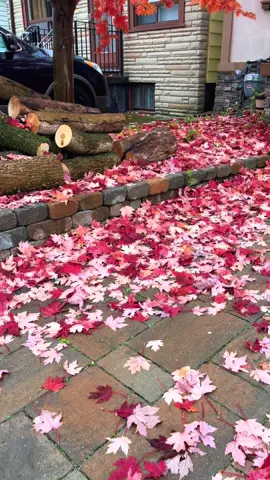 #canada_life🇨🇦 #toronto #fypシ゚viral🖤tiktok #🍁🍂 #foryoupage 