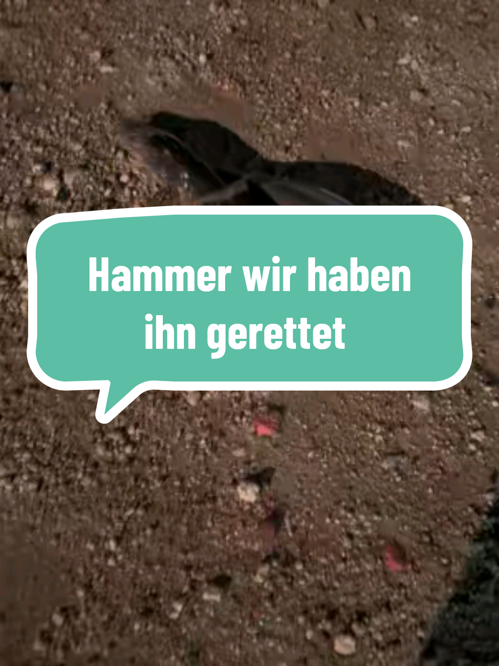 „Oh mein Gott 😵‍💫 ein AAL! A-A-L! Ein Fisch… der Aalfisch! Haben wir einfach in Portugal erlebt 😂