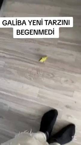 galiba beğenmedi 😢😢😢