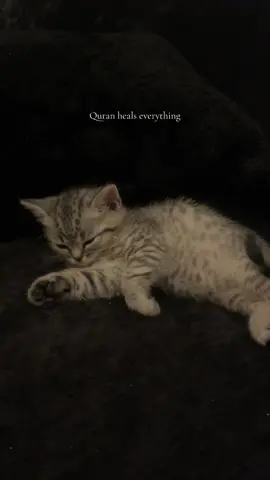 Take a break from music and calm your heart❤️‍🩹#quran #babycat 