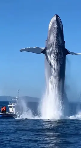 Giant Blue Whale Breaches Right Beside Fishing Boat! 😱🐋#fyp #tiktok #foryoupage #foryou #viral 
