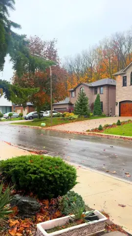 Rainy day 🤎🇨🇦#highlightseveryonefollowers2025 