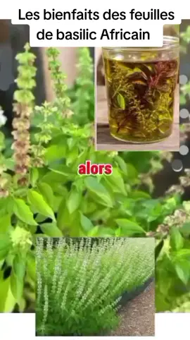 LES BIENFAITS DES FEUILLES DE BASILIC AFRICAIN  #les #bienfaits des feuilles de #basilic #africain #guerison 