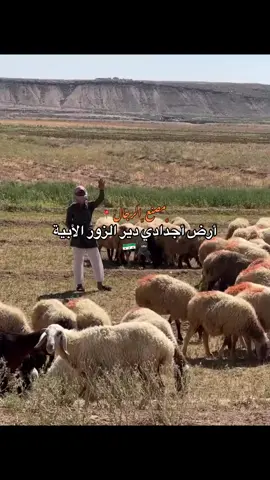 #زبيد_اخوان_هدله #دير_الزور #