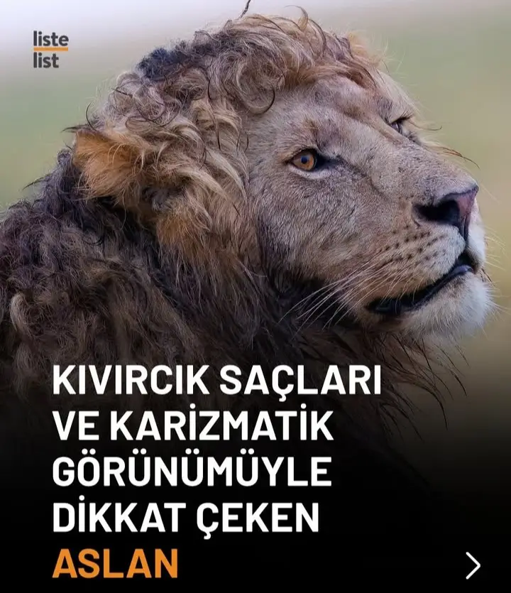 ))#keşfet #aslan 