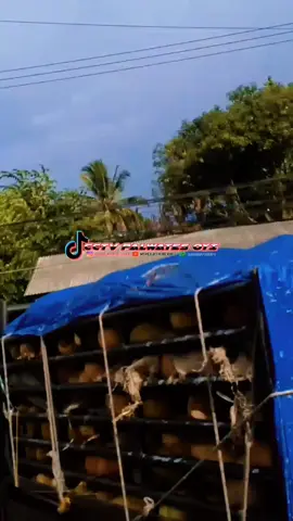 mantapp #cctvpalawatesoyi #fylpシviralシ #oleng #berandafyp #kurircengkir 