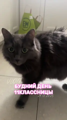 Делаем неделю влогов? Мой тгк-vamihkachannel #Vlog #myday #влог #мойдень #рекомендации 