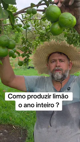 Para adubação use 600gr de calcário dolomitico, 200gr de ureia, 200gr de cloreto de potassio e 300gr de super simples. Fazer essa adubação 4 vezes ao ano. Vem comigo. #campo #roça #interior #frutas 
