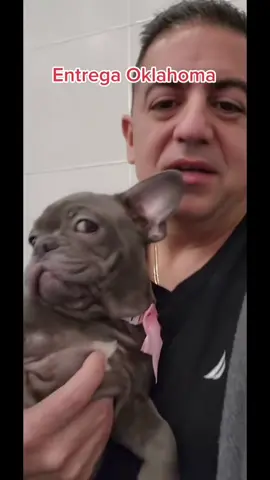 #frenchbulldog #frenchi #frenchie #frenchiesoftiktok #dog 