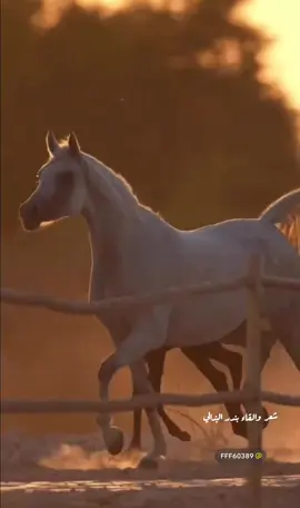 #جديد #اكسبلور_تيك_توك #بندر_البذالي #quran  