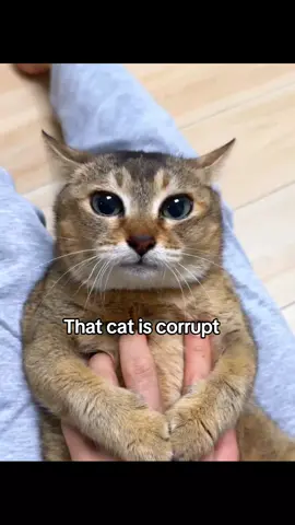 tole is corrupt she traumatised dole dole 😹 #toletole #unclebao #fyp #cats #niche 