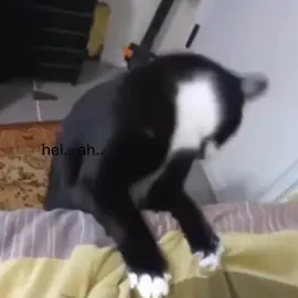 #fyp #catcore #videoviral #cutecat #Love 