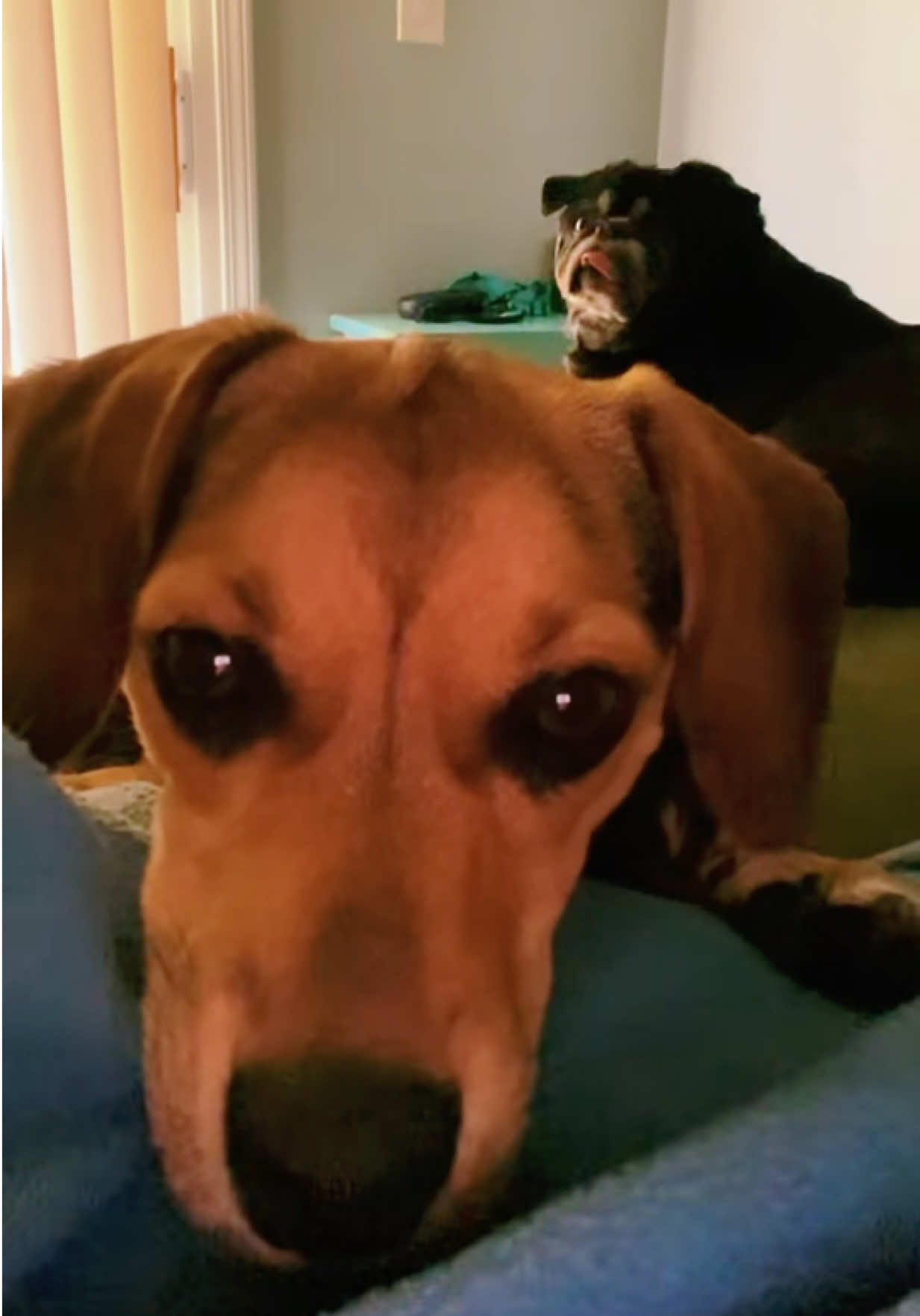 Hi #doghumor #high #hi #lmfao #funnyvideos 