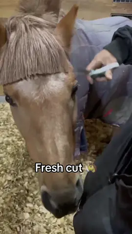Donkey look cleannn 🤩 #horse #hair #haircut #pony 