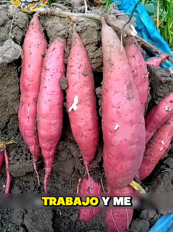 cultivo de batatas #videoviral #fyp 