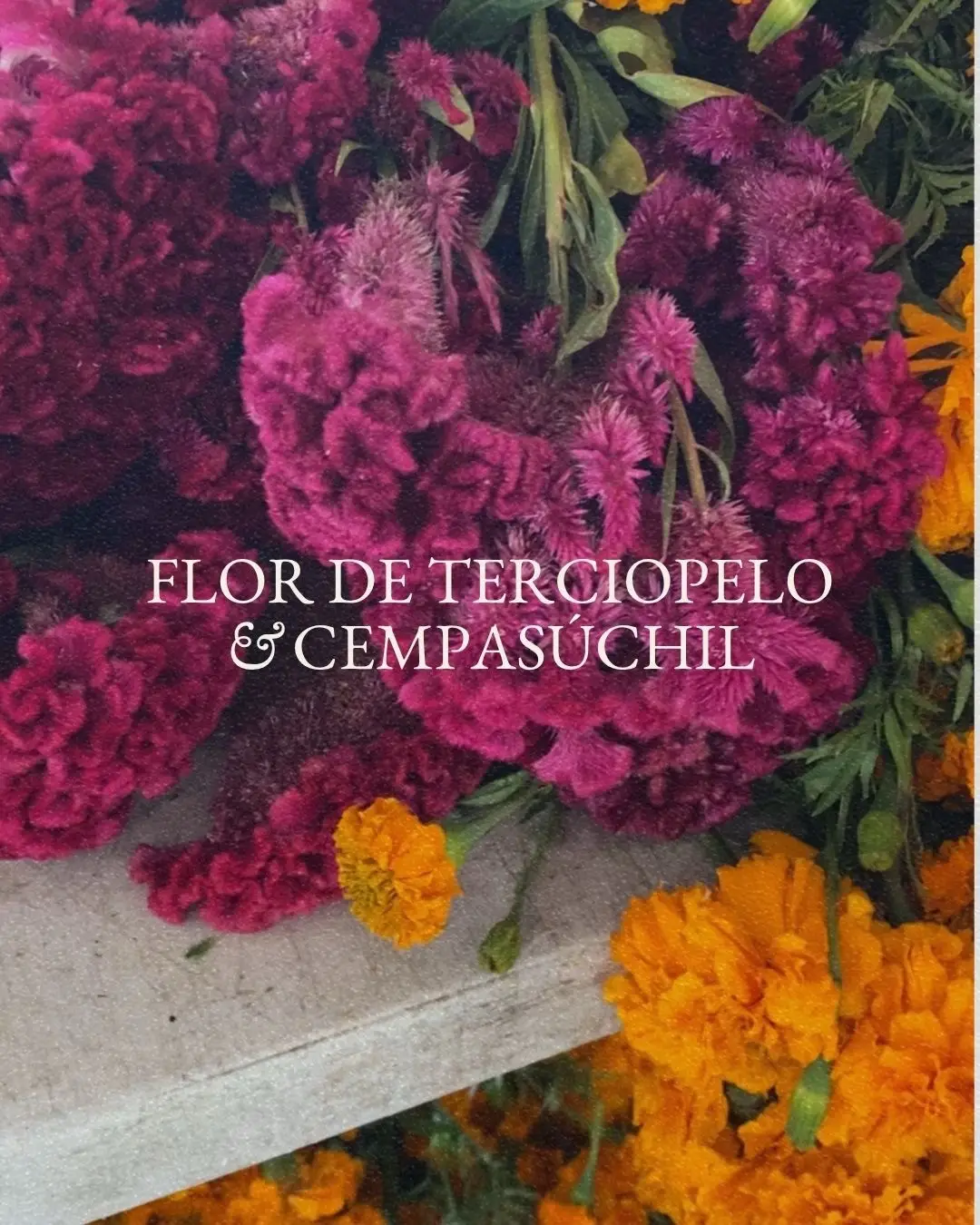 The Cempasúchil and Flor de Terciopelo - two flowers, one purpose: to guide, honor, and remember. One brings light, the other brings depth, and together they remind us that love and memory never fade. #cadenacollective #yourstoryyourstyle 
