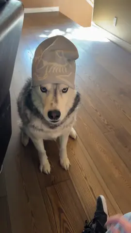 #fyp #dog #Hiking #arcteryx #skiing 