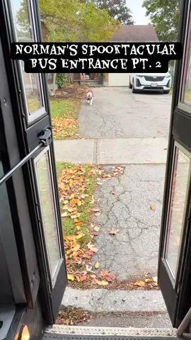 Norman said just one costume wasn’t enough!  Mr. Incredible makes his bus debut 💪🐶🚌🎃 #dog #dogbus #englishbulldog #halloween #fyp