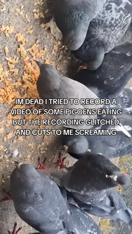 IM NOT EVEN MAKING THIS UP DUDE #fyp #pigeons #school #castlecrashers 