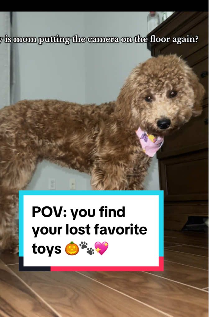 POV: Mila finally got her toys back and she’s the happiest girl 🐾💞 #play #dogpov #happydog #halloween2025 #fyp 