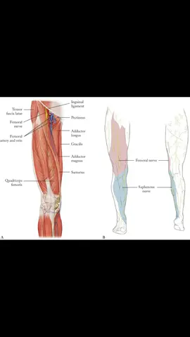 Femoral neuropathy is a condition caused by damage or compression of the femoral nerve, leading to weakness, numbness, or pain in the front of the thigh and leg. It can result from trauma, surgery in the pelvic or abdominal region, or conditions such as diabetes. Diagnosis involves clinical examination and electrodiagnostic testing, and treatment focuses on addressing the underlying cause, physical therapy, and pain management. Read: https://wikism.org/Femoral_Neuropathy Watch: https://www.youtube.com/shorts/bW-0_rSW9ko #SportsMedicine #Orthopedics #PhysicalTherapy #AthleticTraining #Rehab        