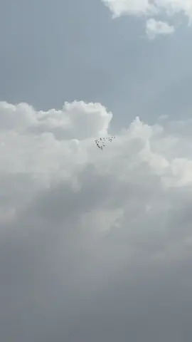 #بط #جرجس #صفار #قميري #كرك 