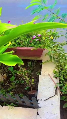 #🇵🇰🇸🇦🇵🇰🇸🇦🇵🇰🇸🇦🥀🌹❤️🥀🌹❤️🌴🌷🌻🌴🌷🌻🌴🌷🌻💕💓💕💓💕💓 