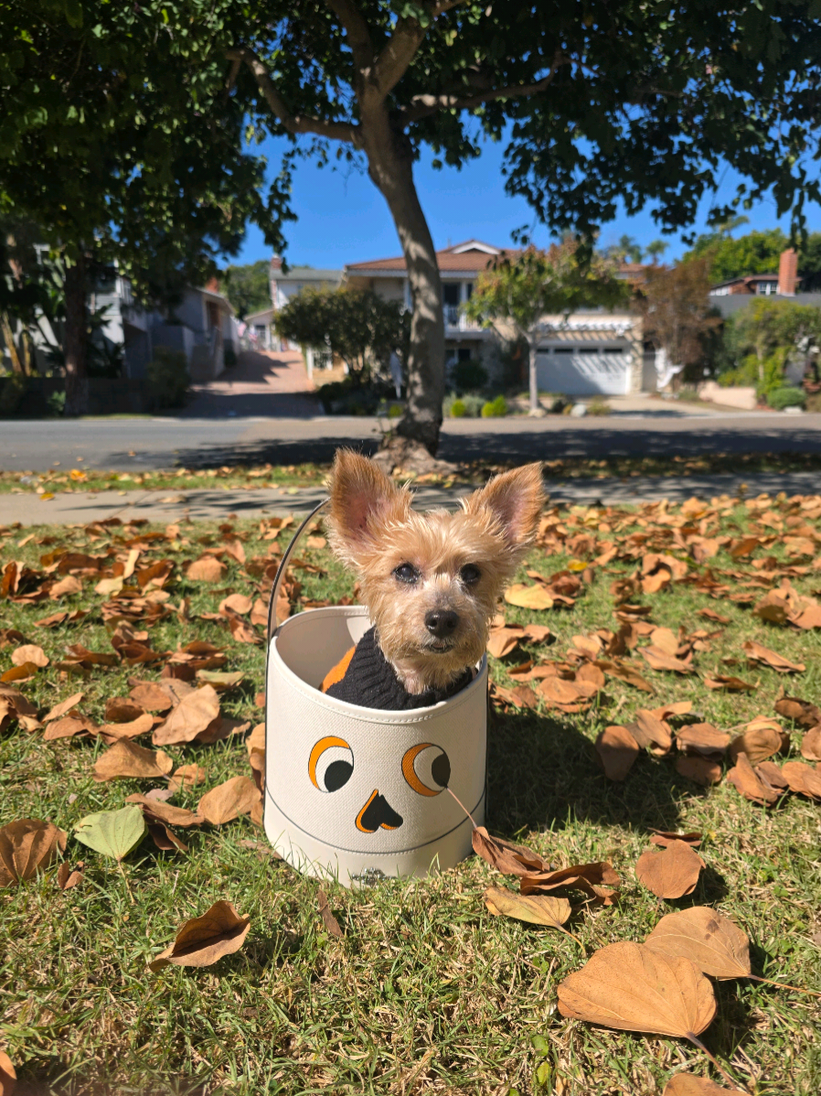 Happy Hallow's Eve from Gucciano🎃🖤✨️ #hallowseve #halloweenready #halloweendogcostume #yorkie 