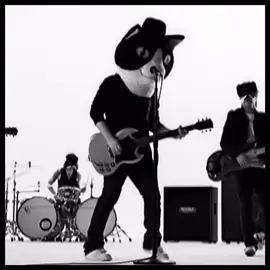 bonsoir #mattjohnson #danandphil #rodent #amazingphil #elephant 