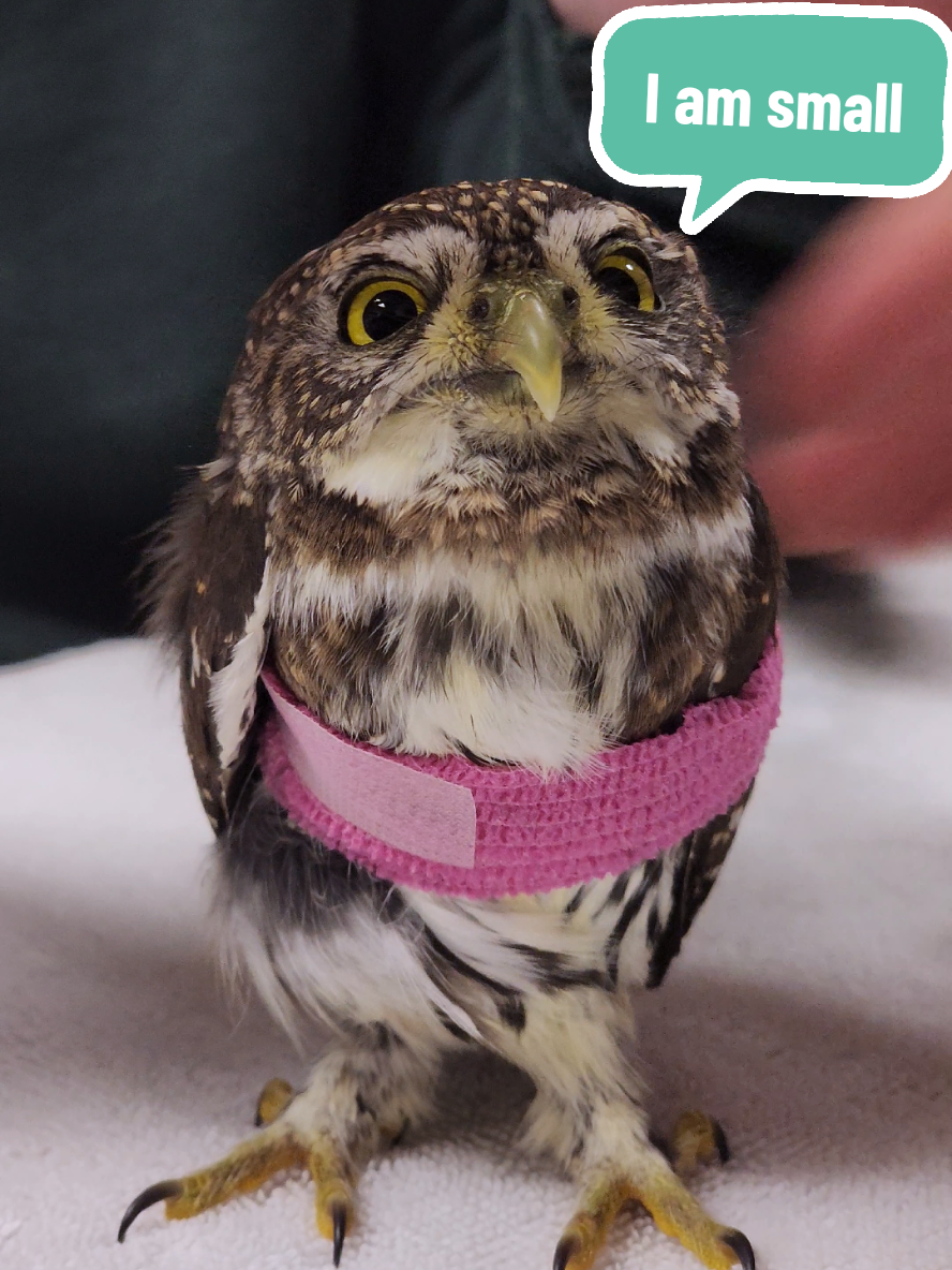 meet our newest patient, a Northern Pygmy Owl, who was named King Owlbert by his rescuers #PygmyOwl #iamsmall #iamnotlarge 