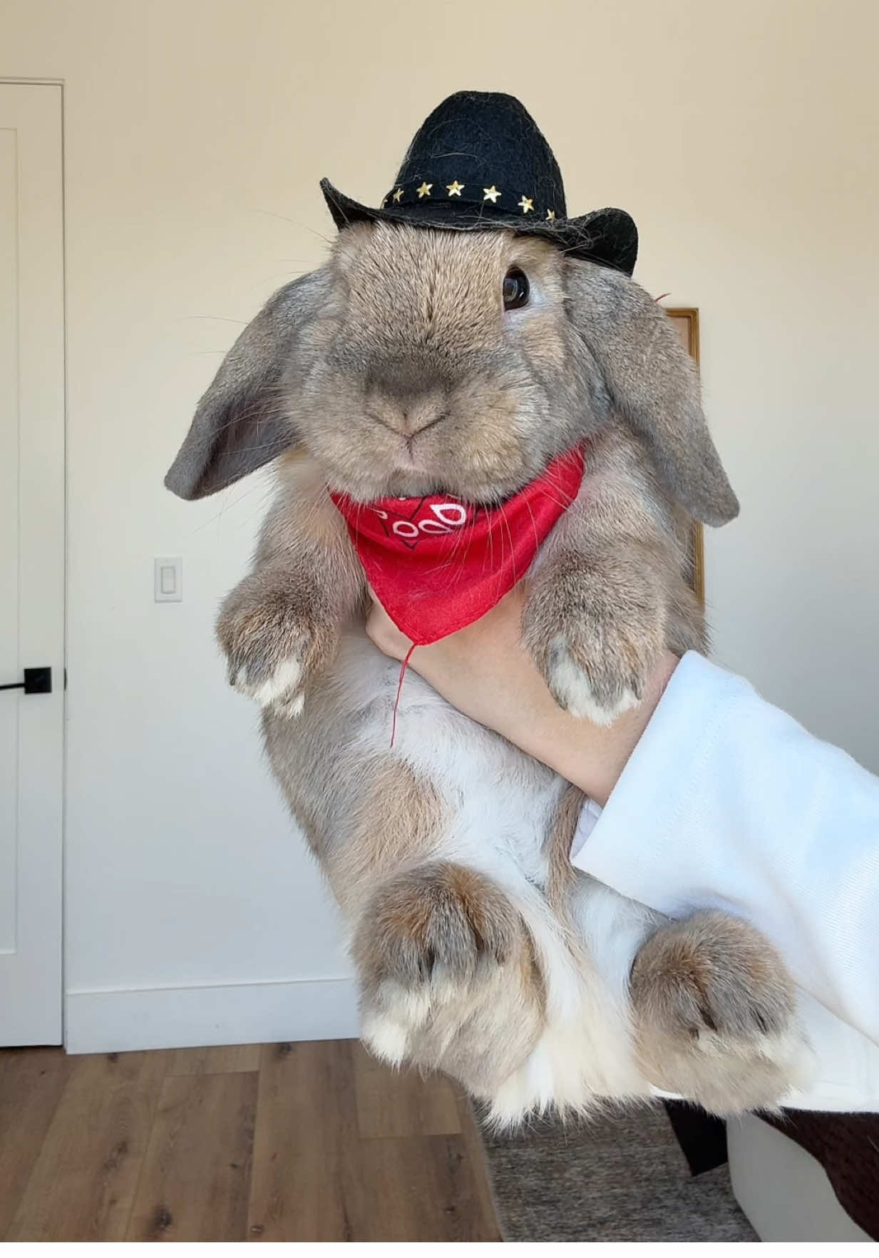 Yeehaw #bunnytok #bunnytiktok #PetsOfTikTok #bunny #halloween 