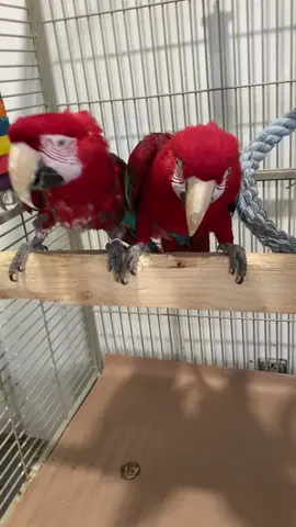 Charlie and Fargo.   They make my heart happy. #softlandingsok #rescue #keepingitcute #glimmer #Love 