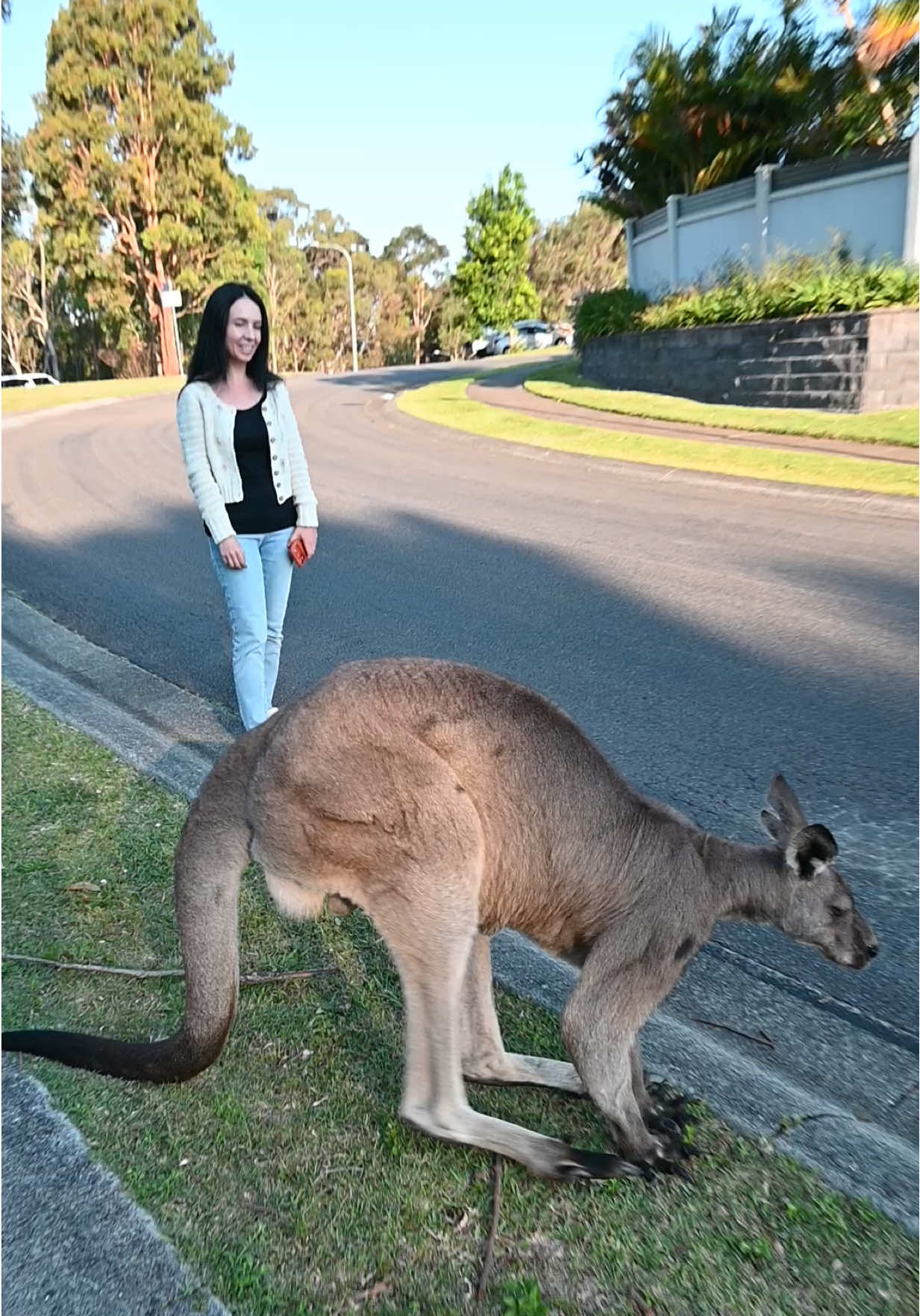 Beautiful kangaroos in town #kangaroo #australia #neighborhood #wildlifeencounters #cuteanimals 