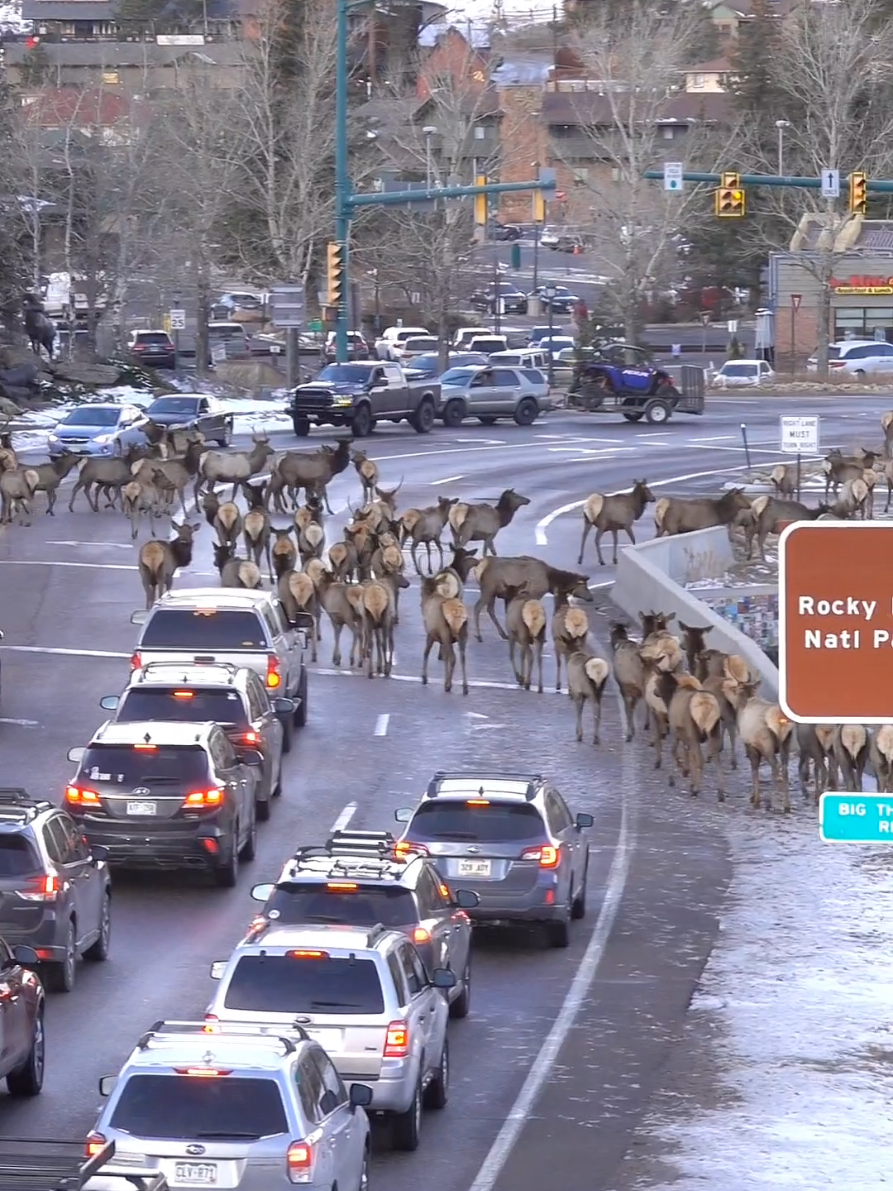 Elk herd backing up traffic in Estes Park Colorado. This was in December of 2024. #foryou #Colorado #wildlife #Outdoors #elk 