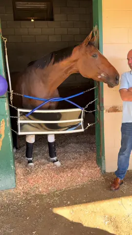 4th time is the charm 💪🏽💪🏽 #thoroughbred #drypowder #lavillelumiere #breederscup #horseracing 