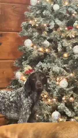 Anybody else already put the Christmas up? I said let’s at least wait until after Halloween, but dad got everything out of the attic for her 🤣 #sahm #adayinthelife #momlife #adayinmylife #christmastree  Day in my life vlogs Realistic mom vlog Relatable mom life Day in my life vlogs Millennial mom  Vlog day in my life mom Day in my life as a mom